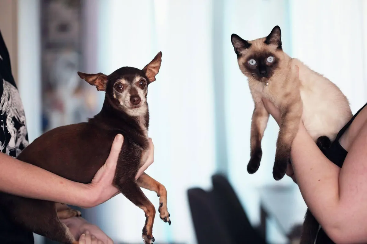 managing autumn shedding in dogs and cats