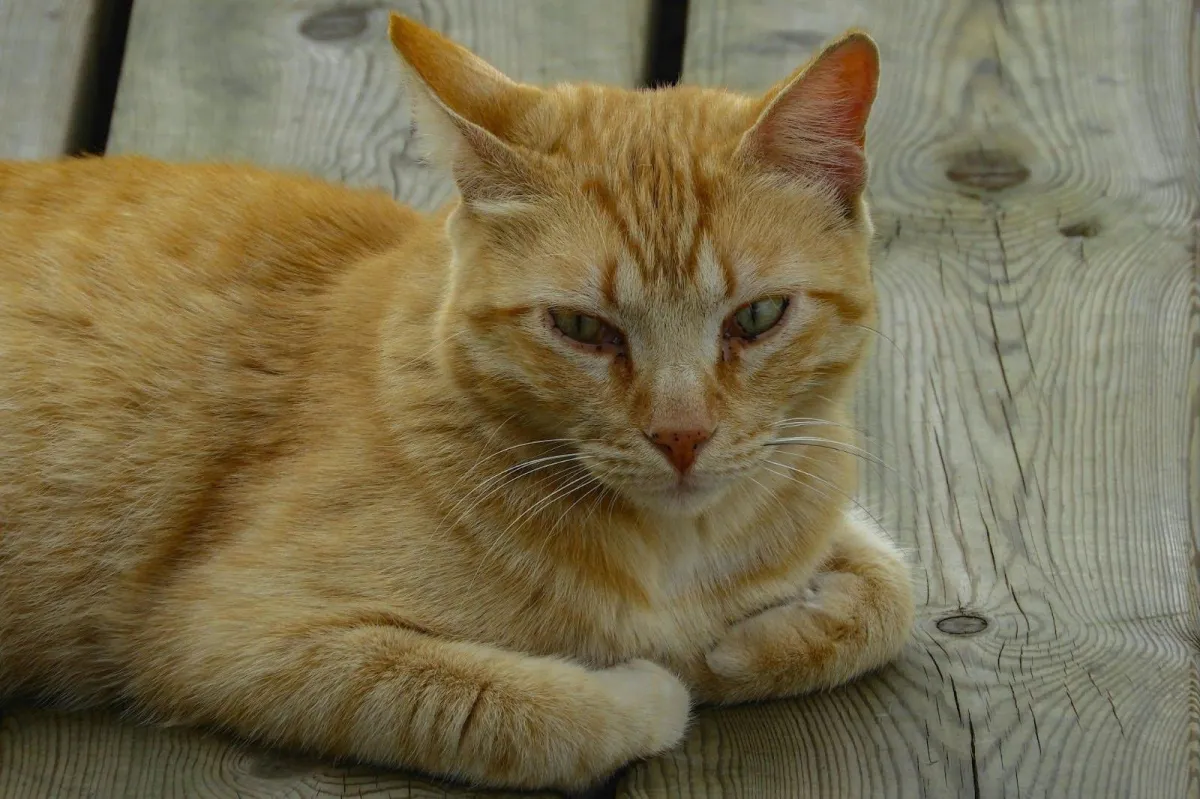 Orange cat relaxing at hard wood floors