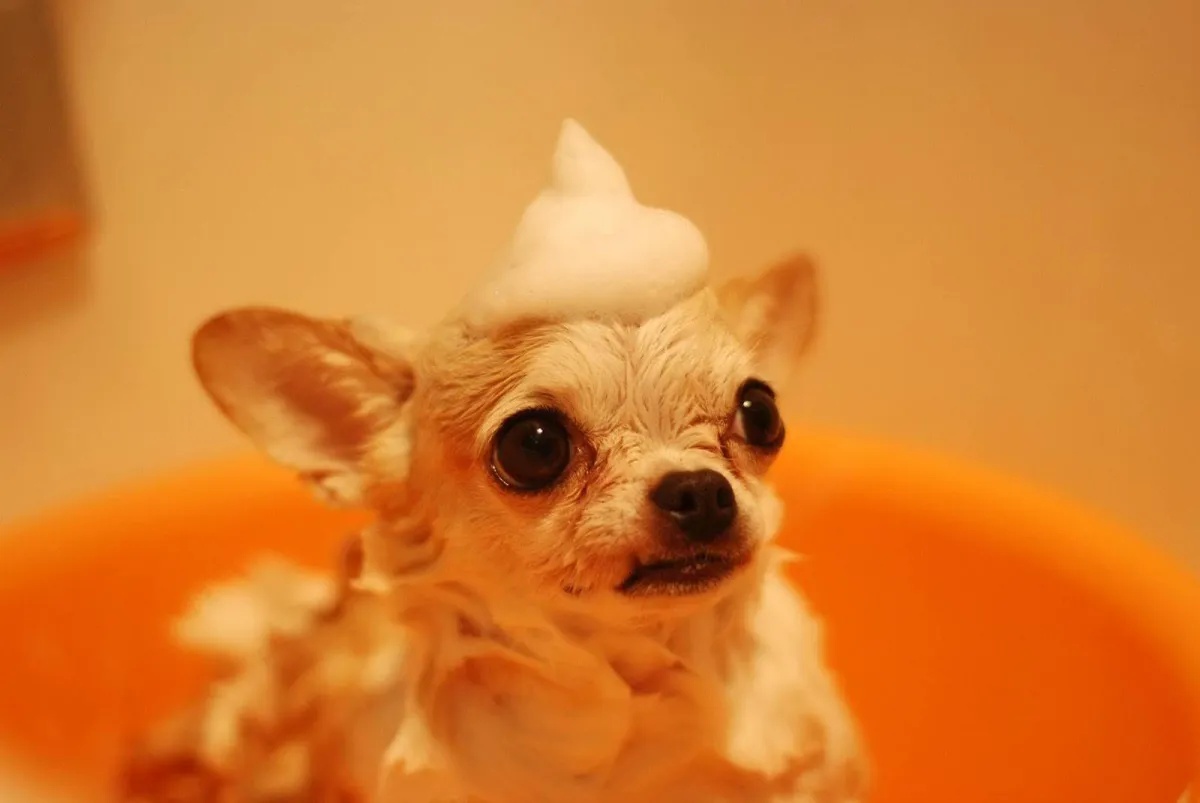 a dog getting bathed by a professional groomer