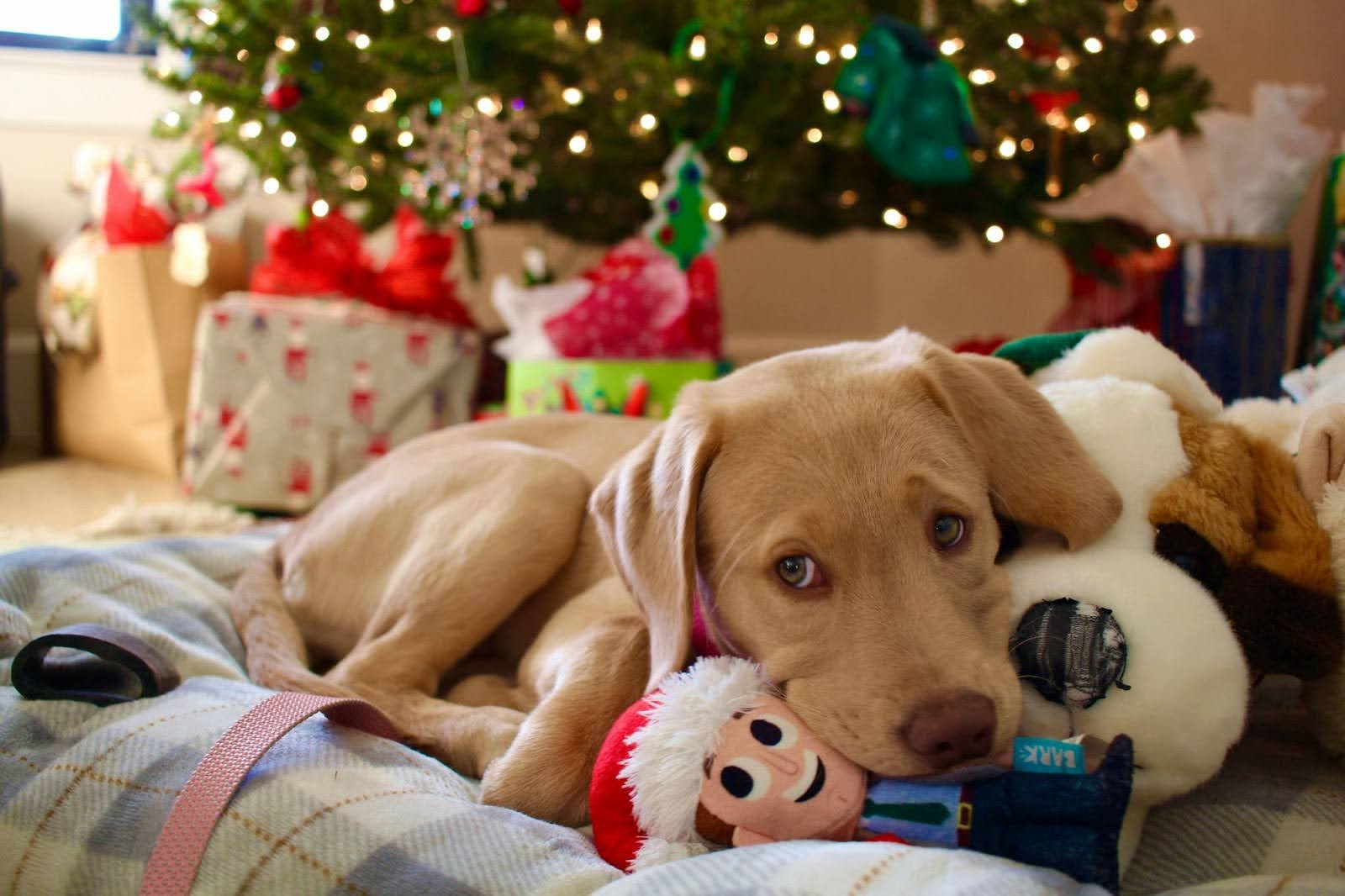 A dog resting on a cozy blanket beside a plush stuffed animal