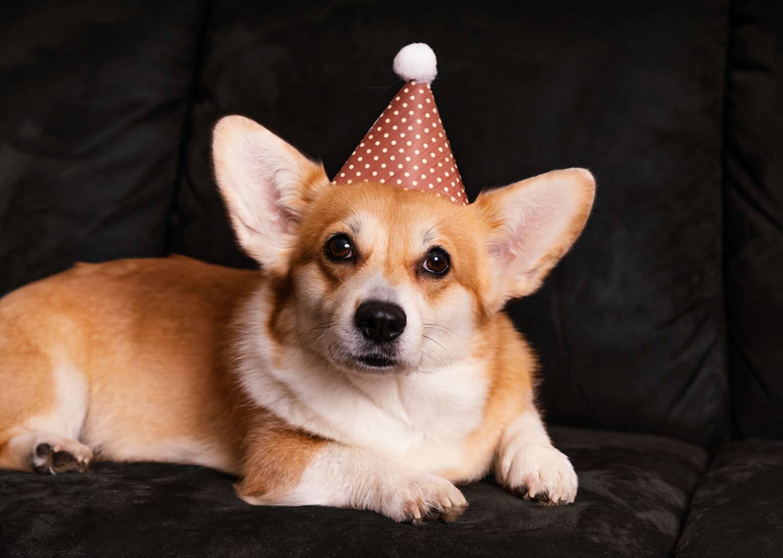 A dog with a party hat