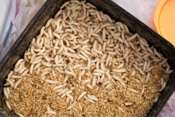 The Germs and Maggots of Sin: A Christian's Choice