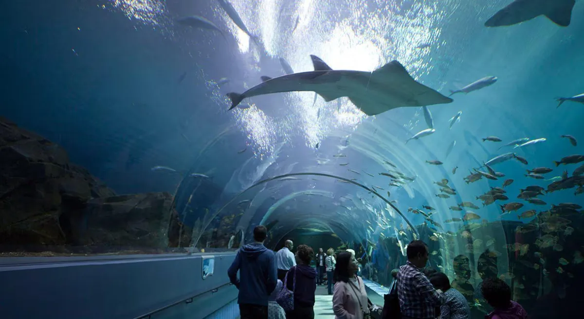 Dive into Wonder: Exploring Atlanta's Georgia Aquarium