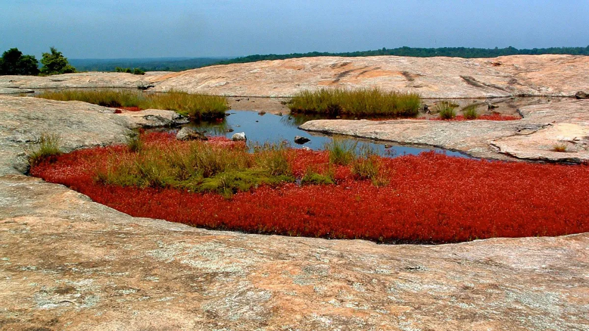  🌄 Not Just Another Hike: Arabia Mountain Will Leave You Speechless 🌿