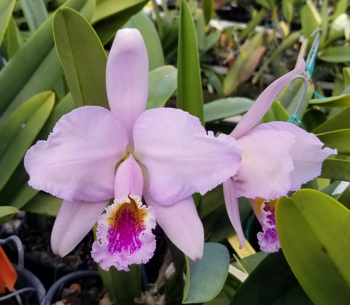 Cattleya mossiae - 'Flor de Mayo'
