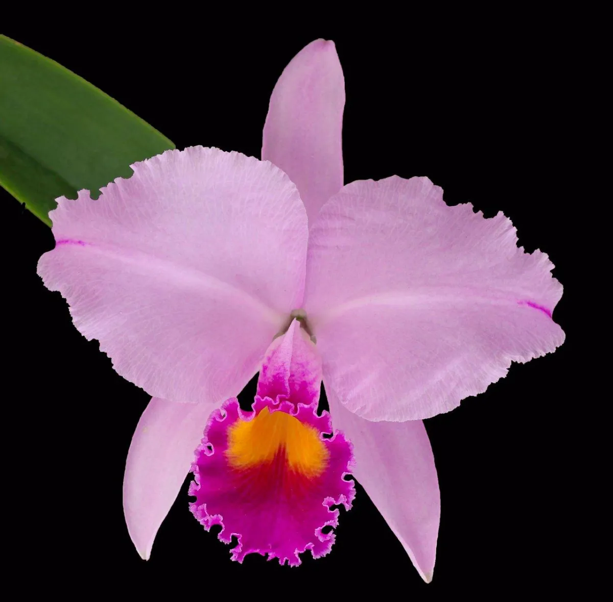 About Cattleya Trianae