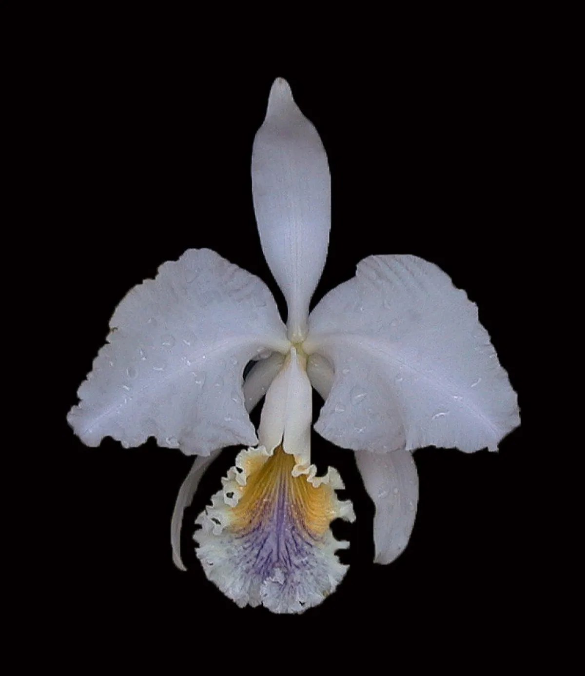 Selective Reproduction of Cattleya Mossiae - A personal experience - Part 4