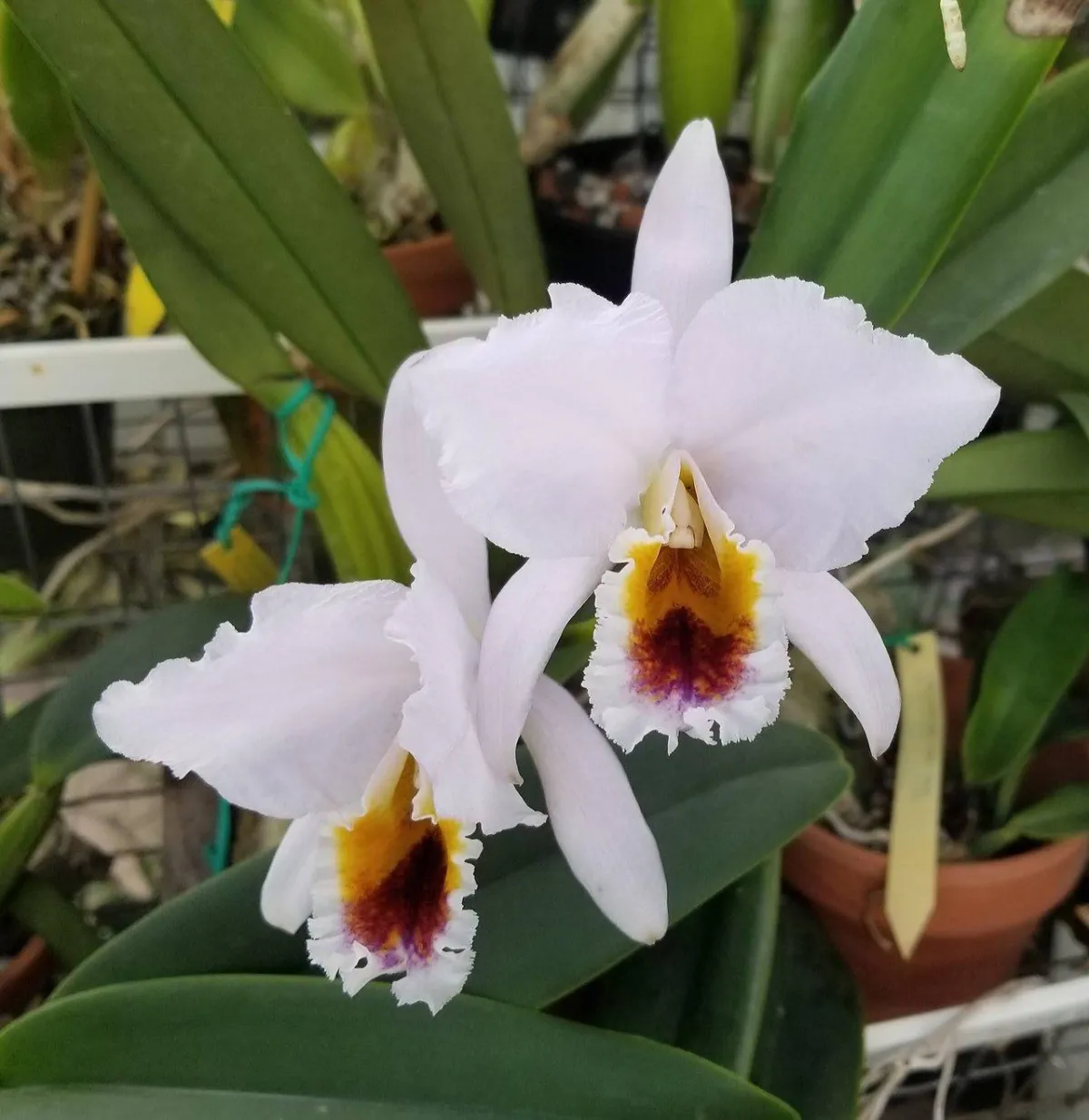 Cattleya percivaliana coerulea
