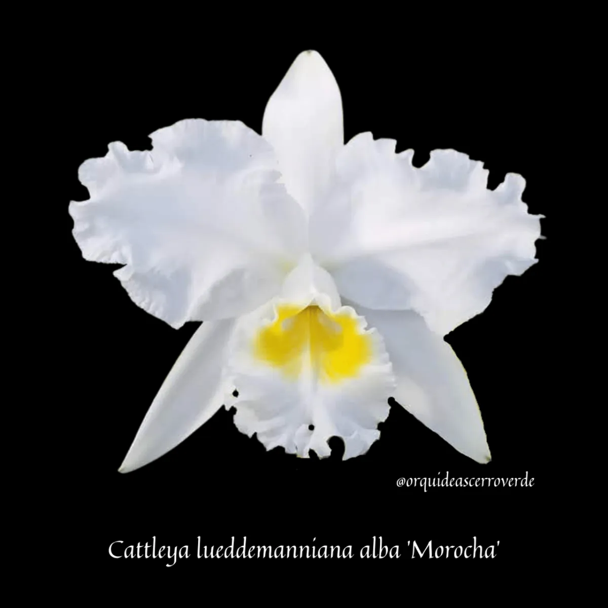 Cattleya lueddemanniana alba 'Morocha'