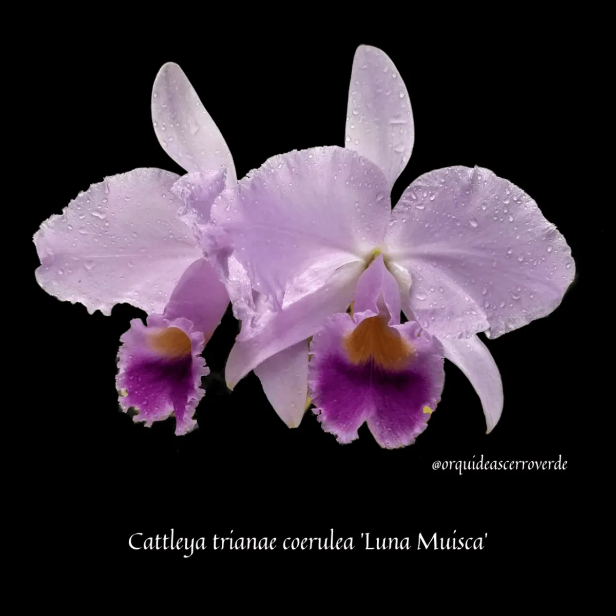 Cattleya Species and their culture