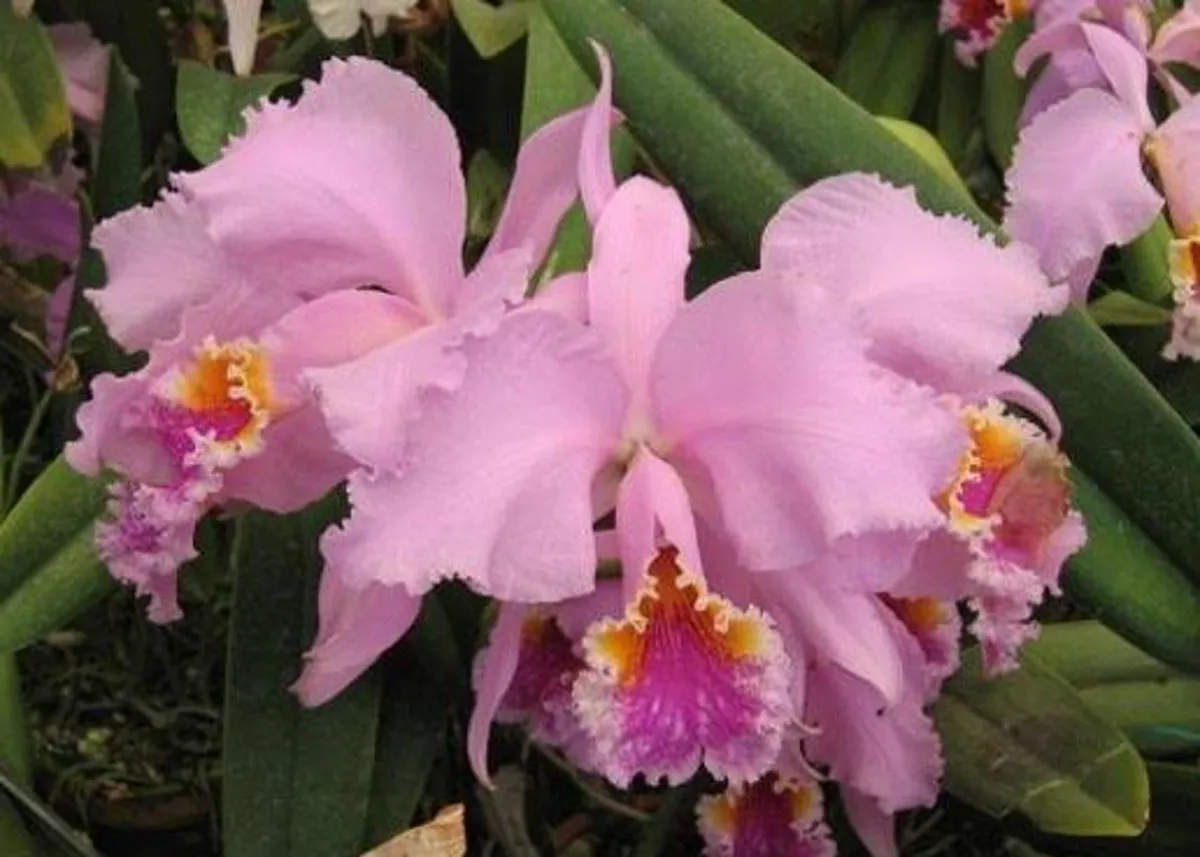 Cattleya mossiae- Venezuela National Flower