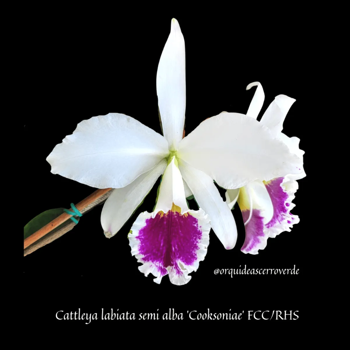 Growing Cattleya labiata