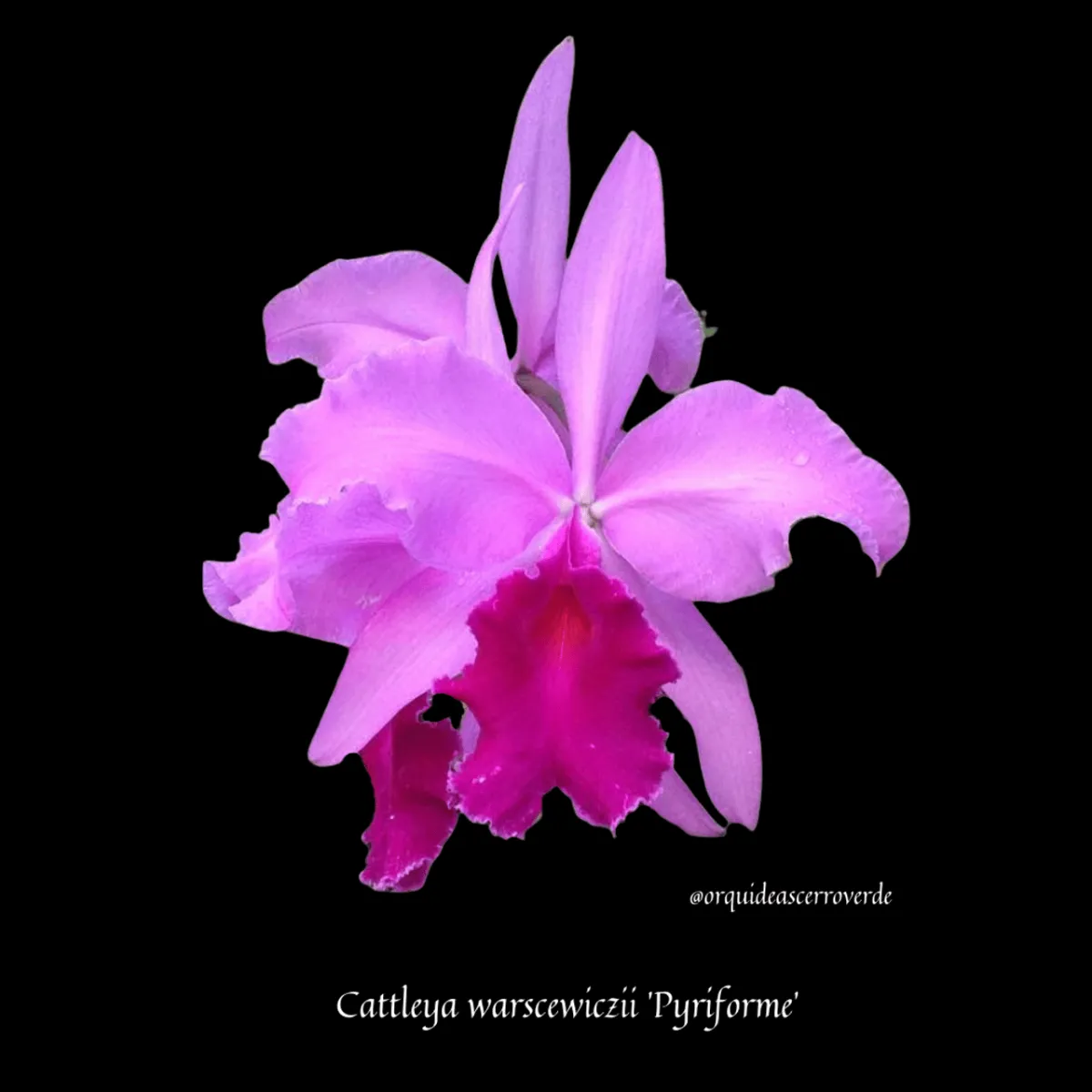 Cattleya warscewiczii: Another beautiful colombian cattleya species