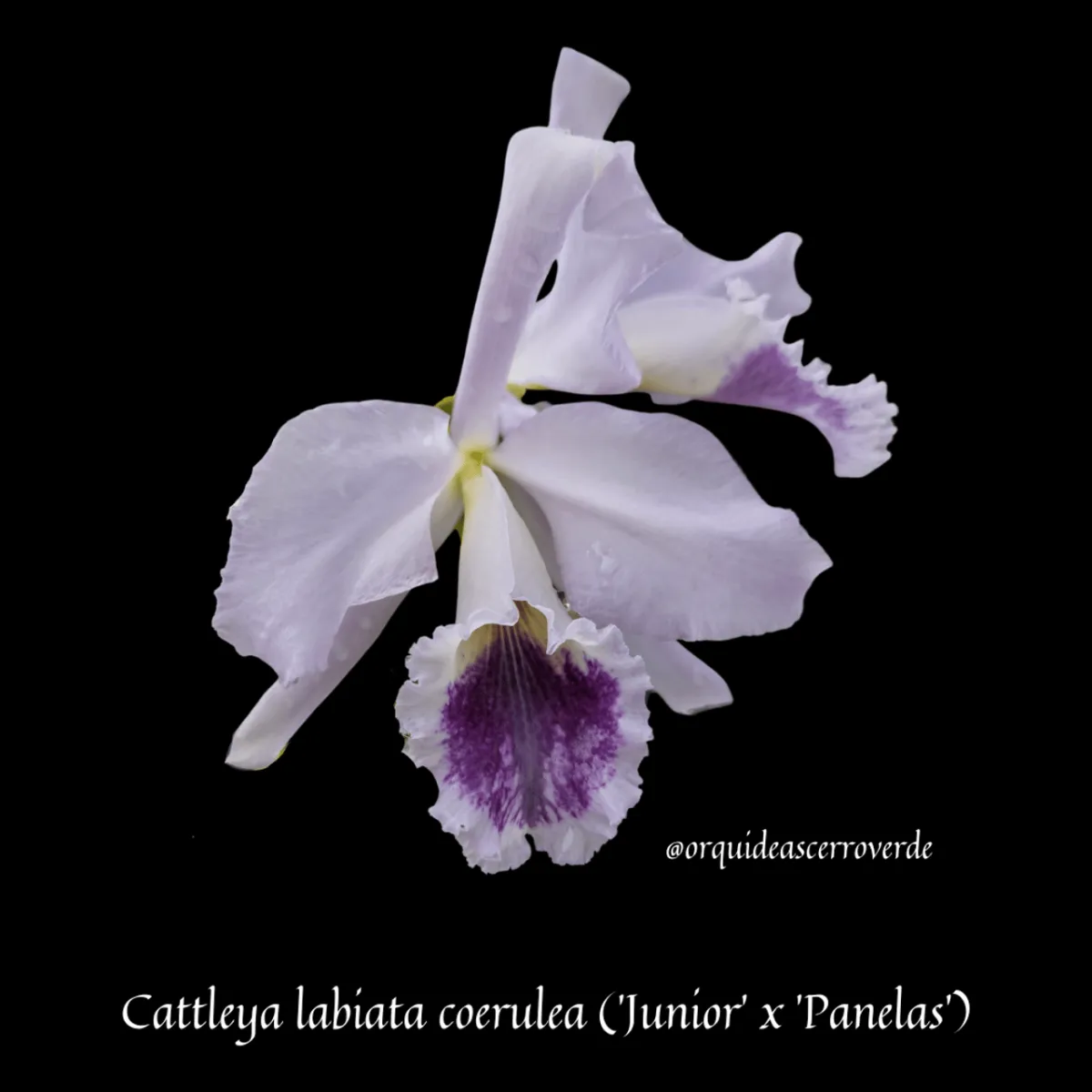 Notes about Cattleya labiata