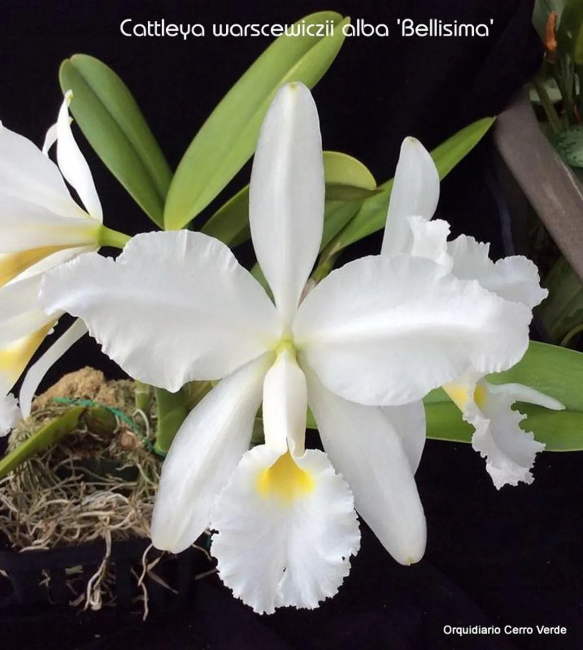 Cattleya warscewiczii: Info and Location