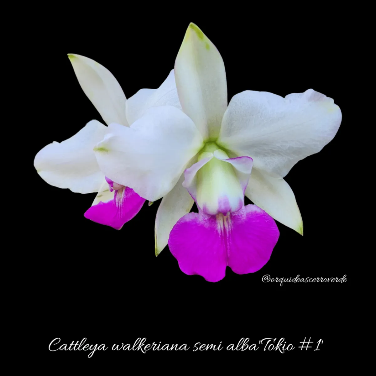 Cattleya walkeriana