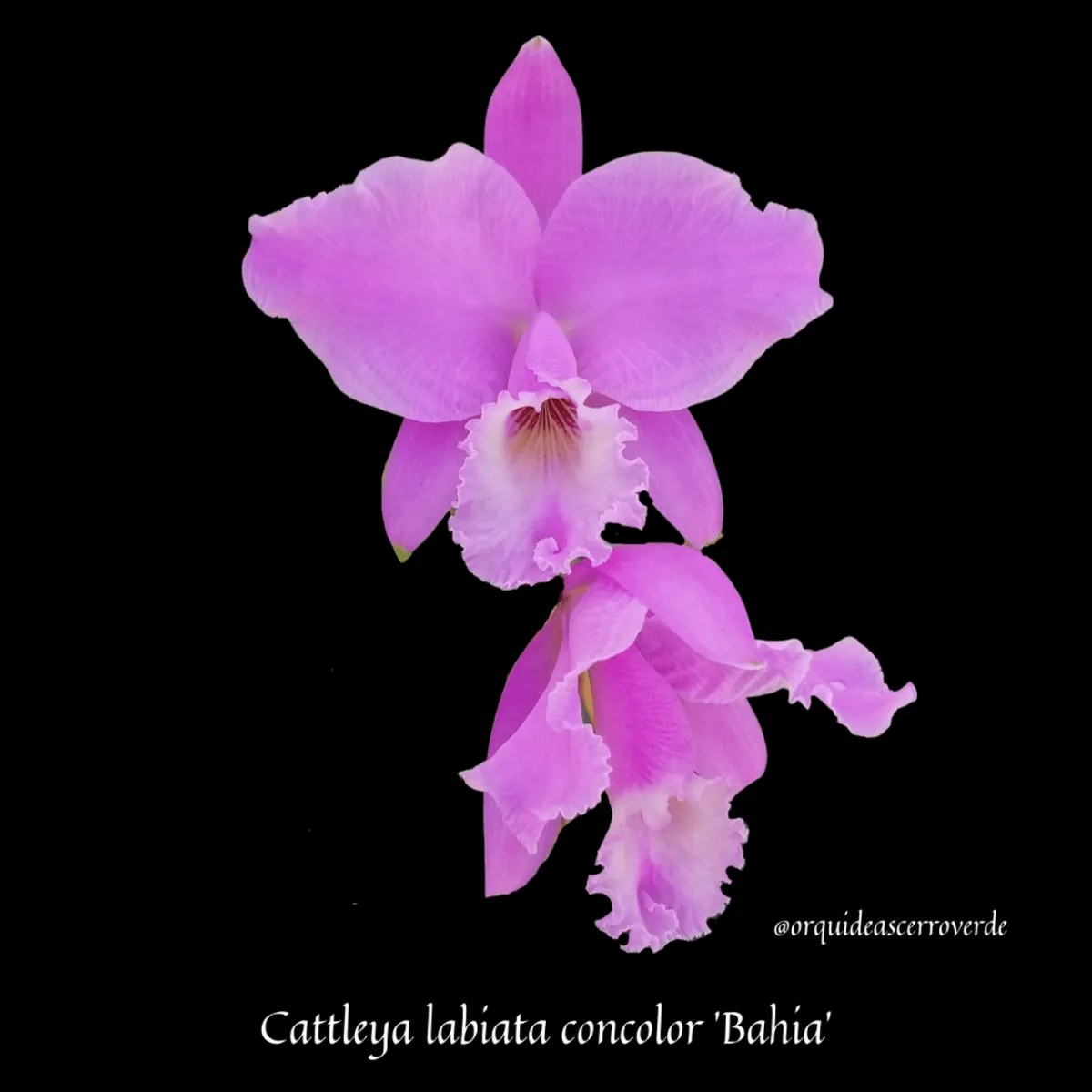 Cattleya species: One of the favorite for orchid collectors