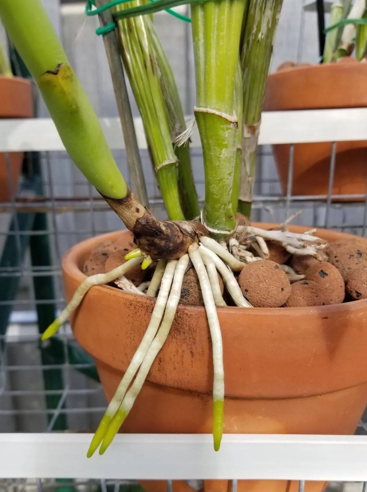 Elevate your Orchid game with Vitamin B1!