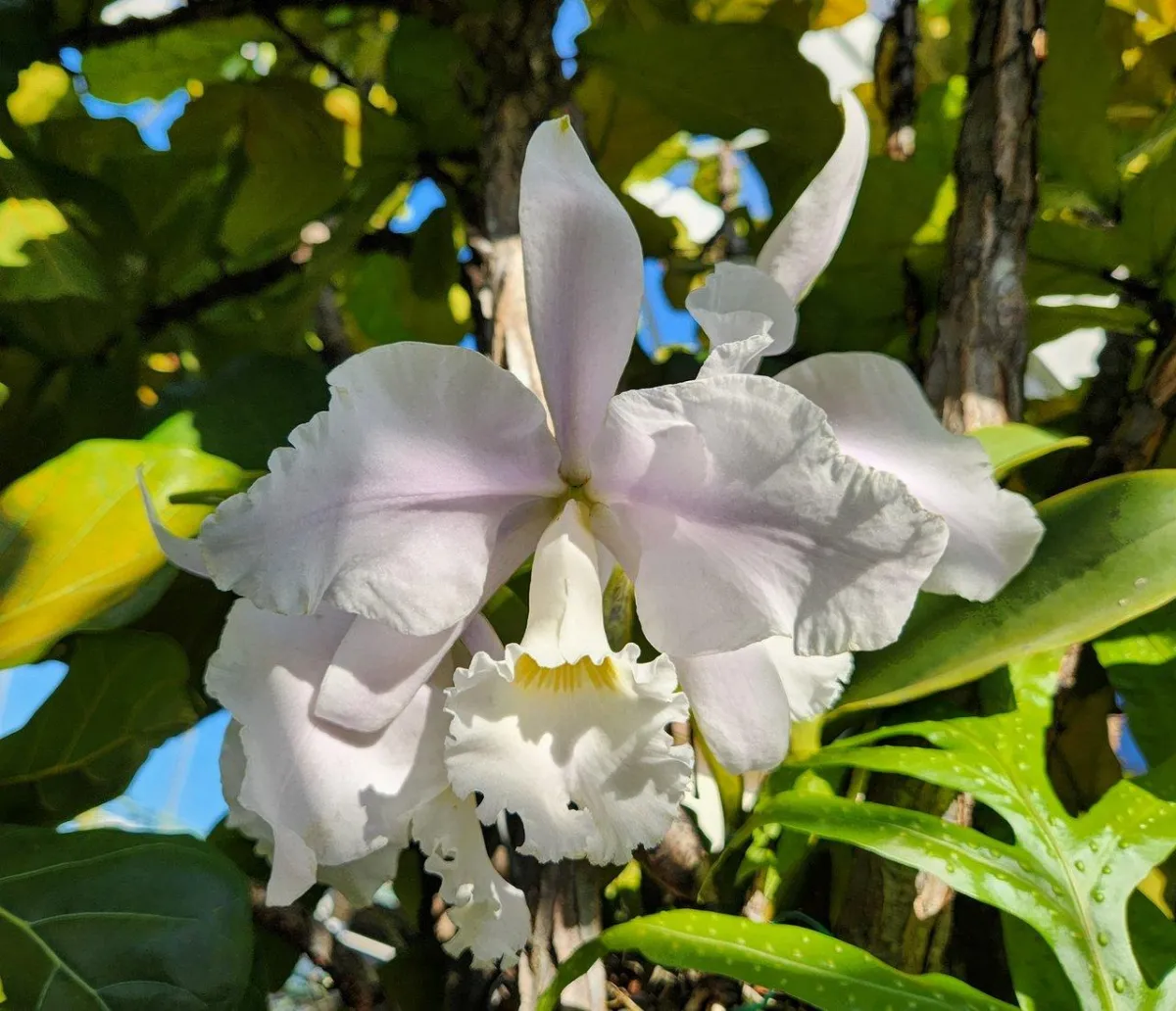 Enjoying Cattleya warneri fragance!