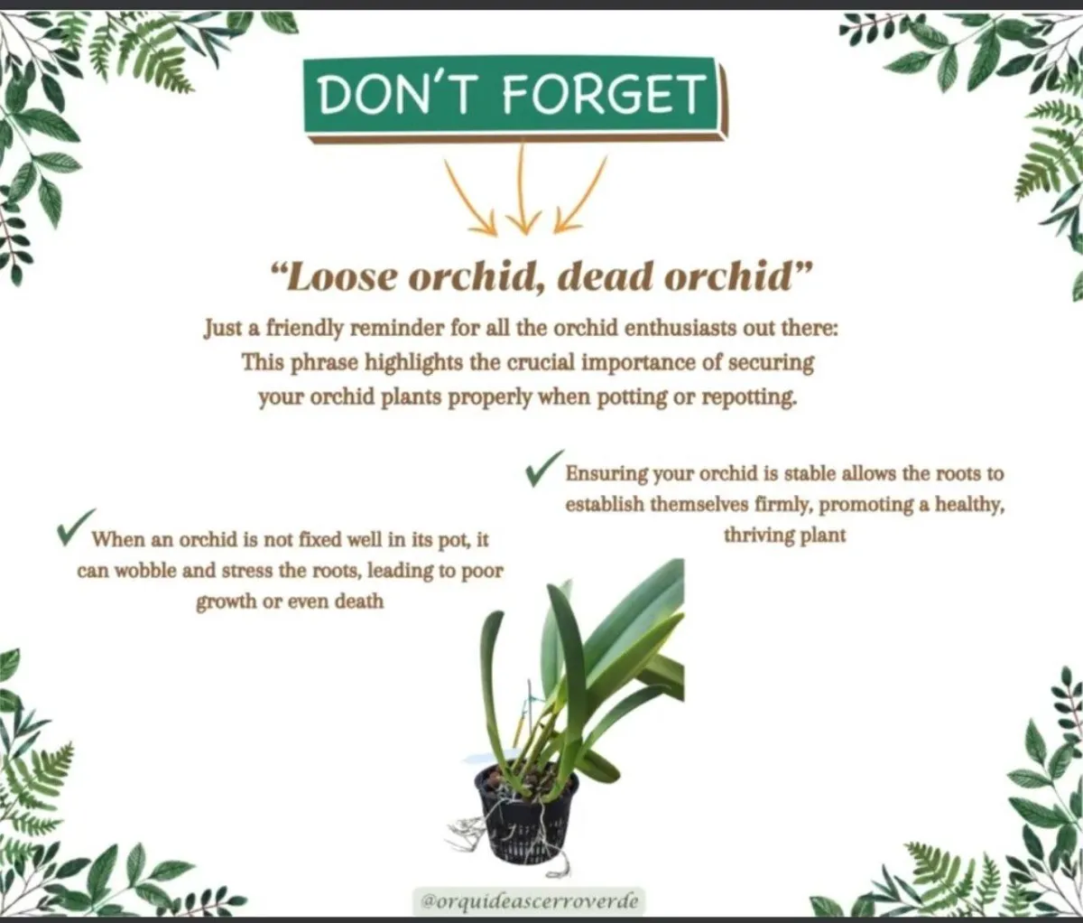 "LOOSE ORCHID, DEAD ORCHID" Don't forget it!