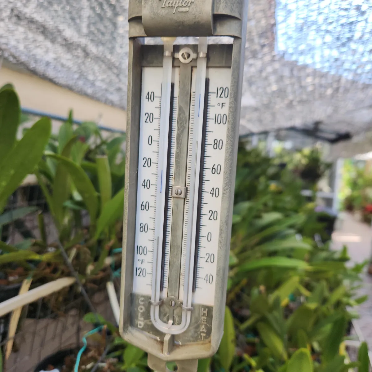 The heat is on, and our orchids need extra care! 