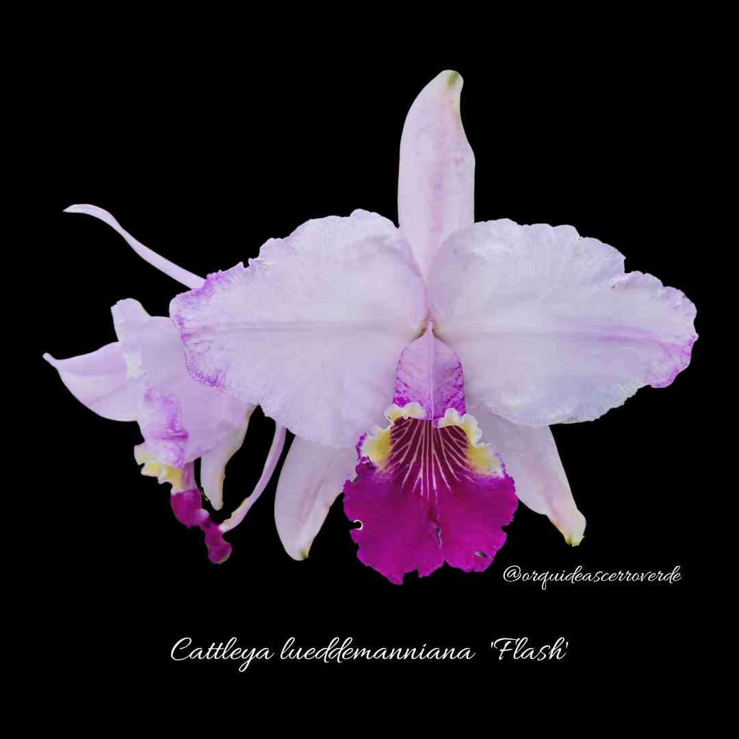 Cattleya lueddemanniana-The Jewel of Venezuela's Coastal Range