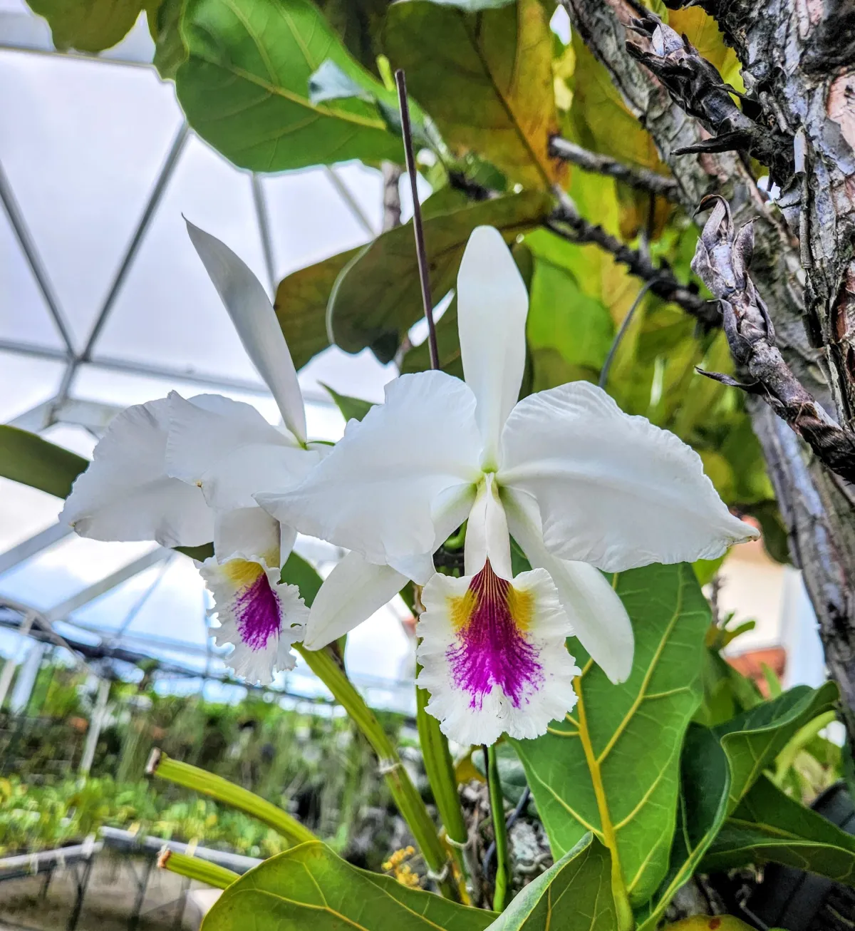 Cattleya labiata-A Jewel of Brazilian Nature!