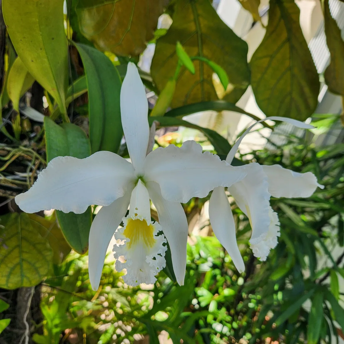 Why Orchid Awards Matter: RHS, Historic Cattleya Clones, and the Value of Provenance