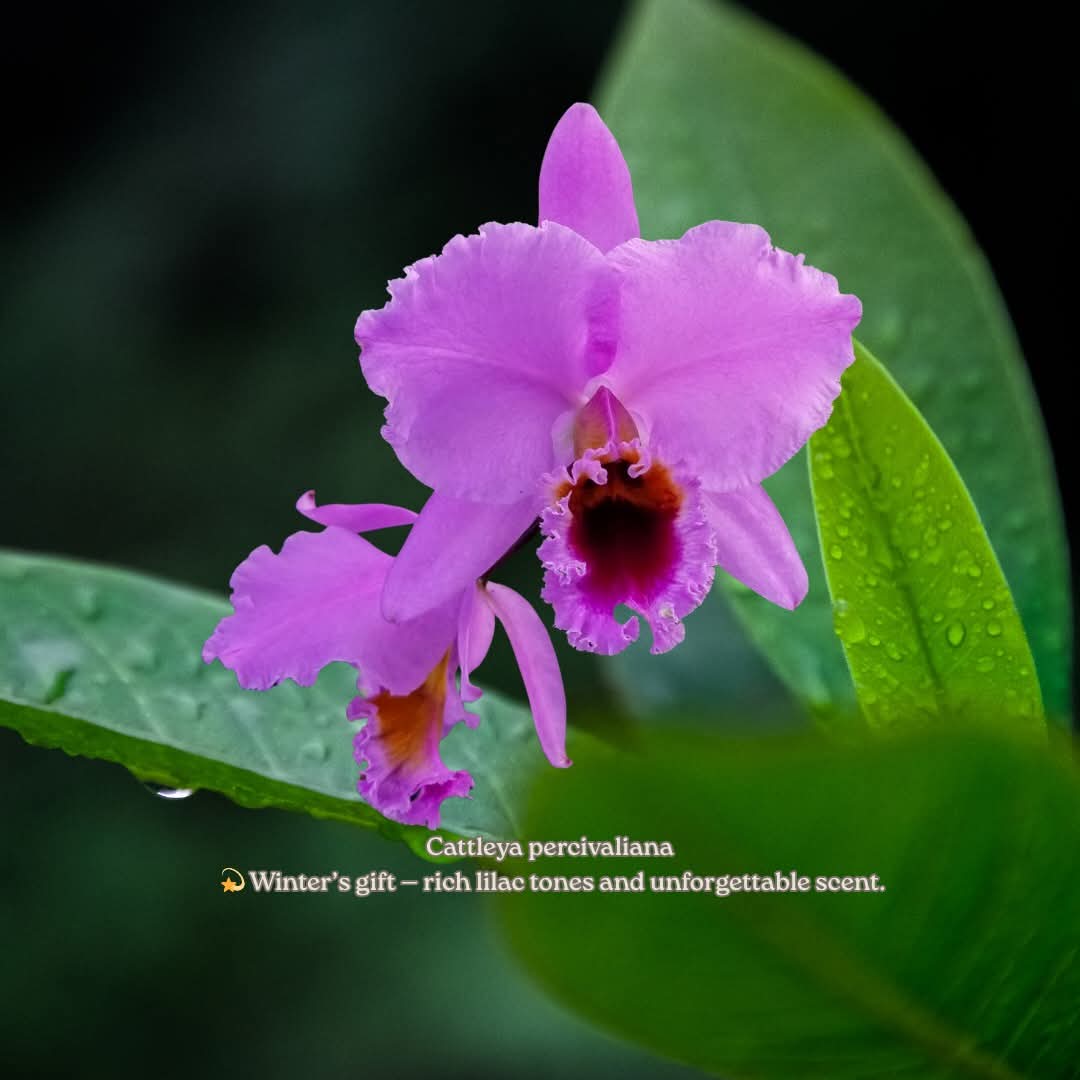 Cattleya Percivaliana: 'Flor del Libertador'