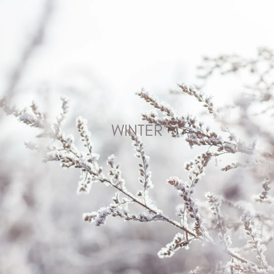 winter snow branches