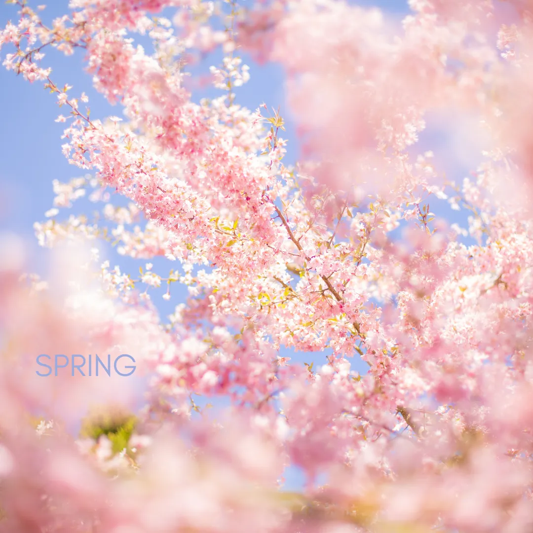 pink spring flower blossoms