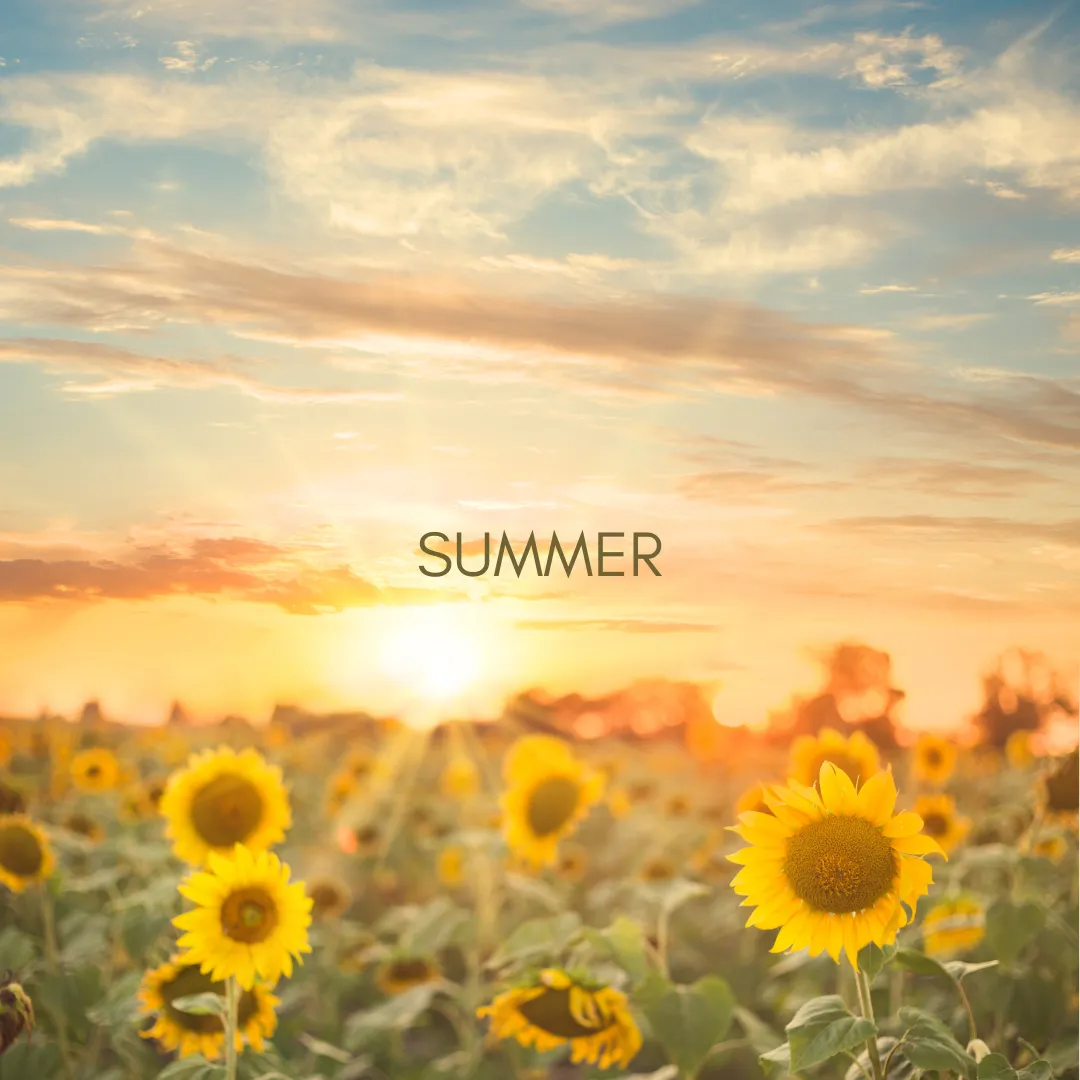 summer sunset sunflowers