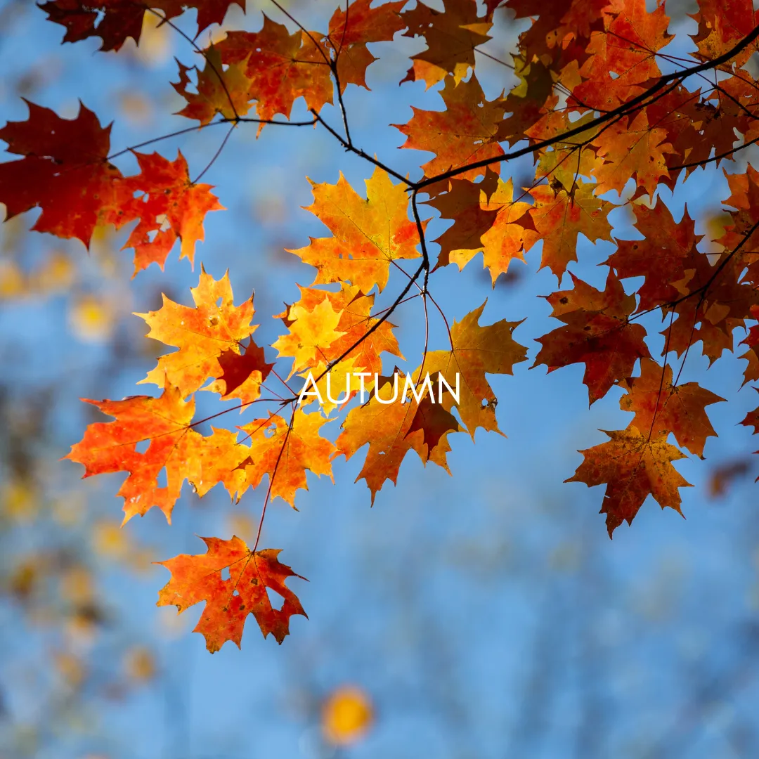 Autumn leaves