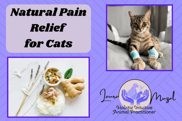 Natural Pain Relief for Cats