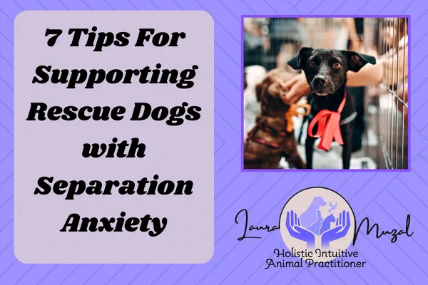 7 Tips on Supporting Rescue Dog with Separation Anxiety​