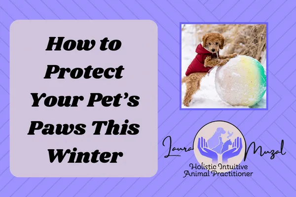 Winter Paw Protection