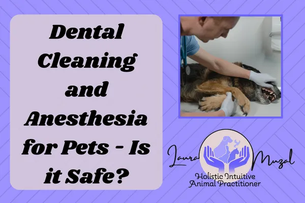 Dental Cleaning and Anesthesia for Pets - Is it Safe?