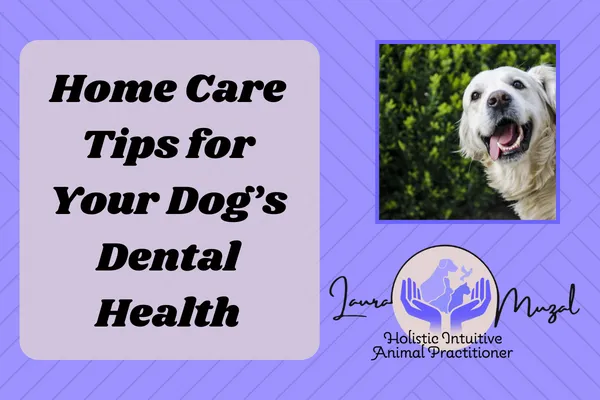 Home Care Tips for Your Dog's's Dental Health