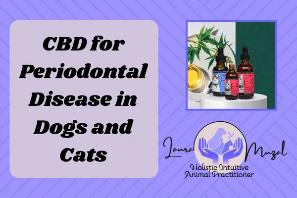 CBD for Periodontal Disease in Dog's and Cat's