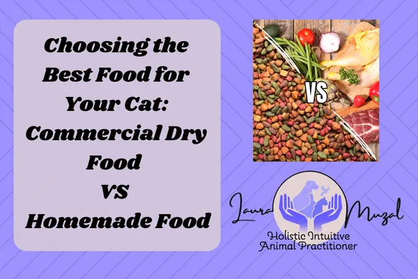 Choosing the Best Food for Your Cat: Commercial Dry Food  VS   Homemade Food