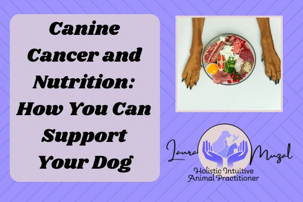 Canine Cancer and Nutrition: How You Can Support Your Dog