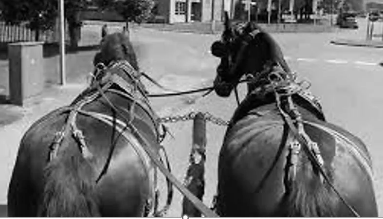The Horse Race: Applying Balance Through All Stages of Growth