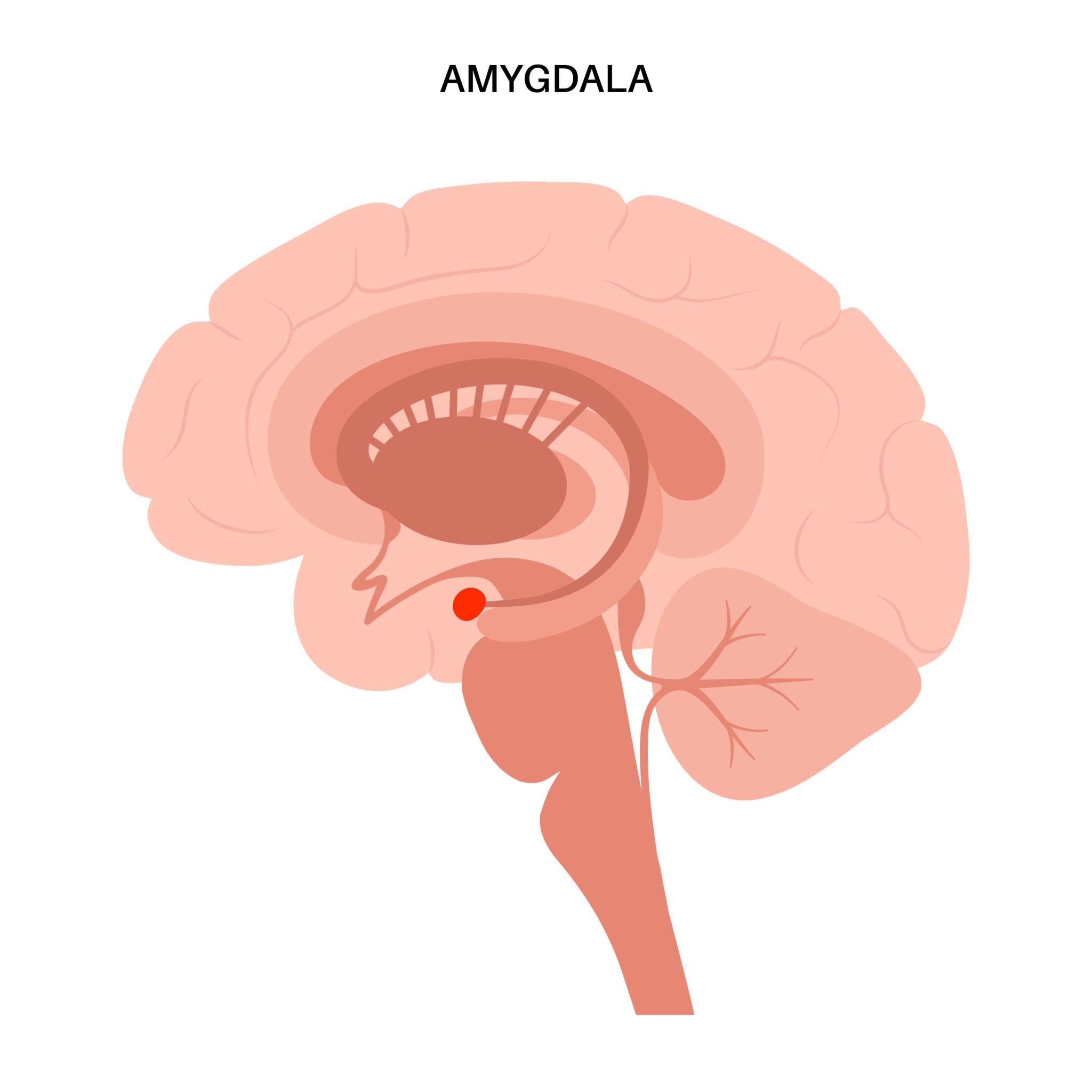 The Science Behind Sensitivity: What’s Happening in Your Brain — and How to Manage It