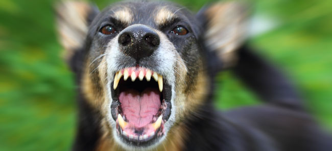 Your Dog, Cat or Cow (Even Your Bees) Could Cost You Millions