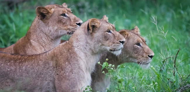 KVV note from director