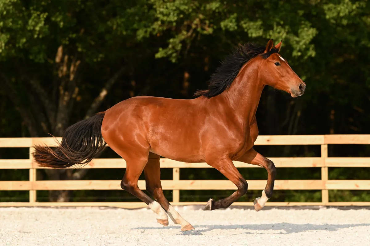 A bay horse gallops in an arena