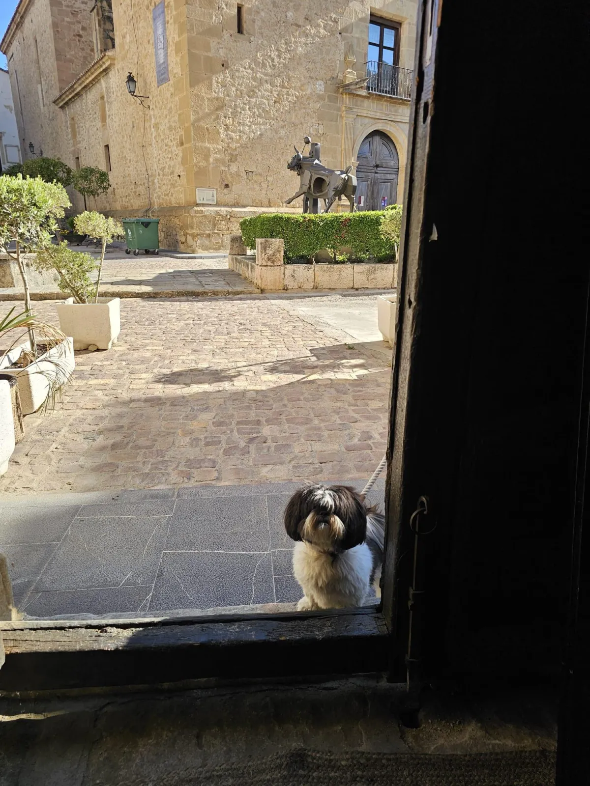 dog at castile de la Villa Rubielos de Moya