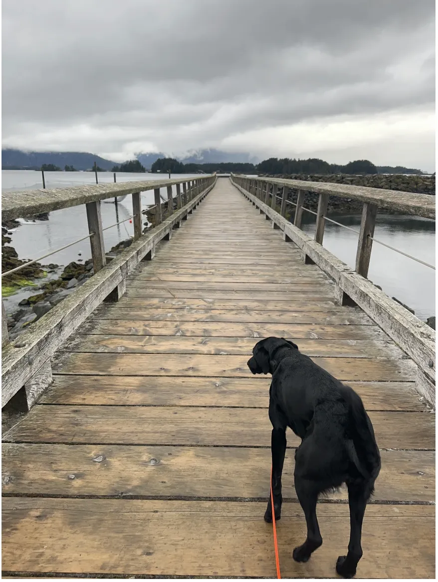 Navigating the HRD Handler Training Journey