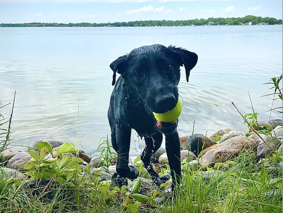 This week’s Journal explores how trust takes shape in our work with dogs.