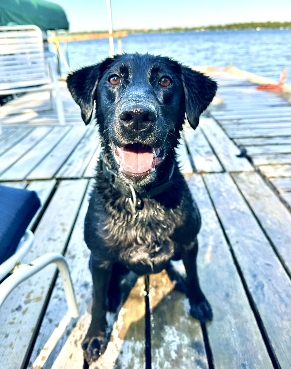 Happy Charger enjoy the lake.
